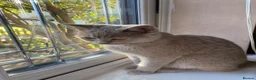 Mixed Breed cats for sale: British shorthair  - Advert 3
