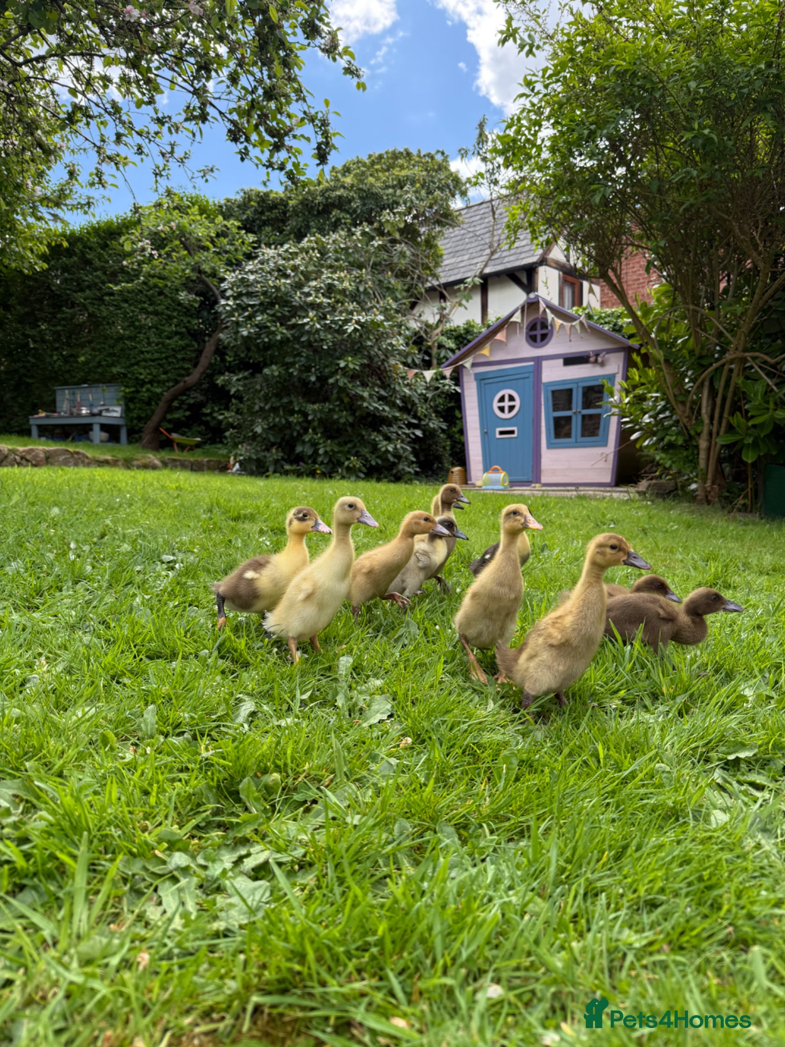 Ducks poultry Indian Runner Ducklings and other breeds  - Advert 17