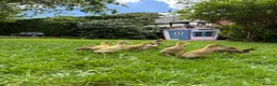 Ducks poultry for sale: Indian Runner Ducklings and other breeds  in Frodsham - Advert 1