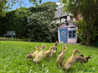 Ducks poultry Indian Runner Ducklings and other breeds - Advert 17