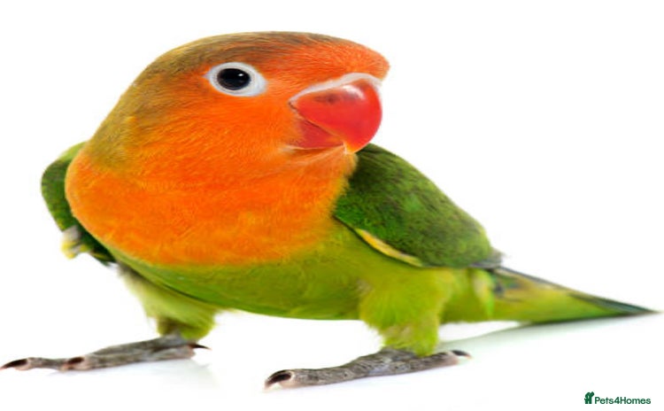 Lovebirds birds - Advert 12