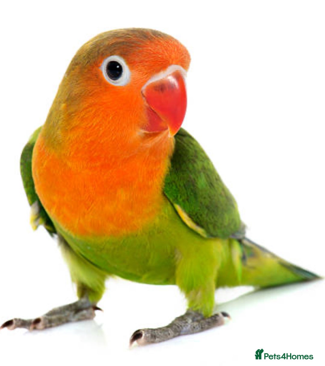 Lovebirds birds for sale: Lovebird  - Image 1