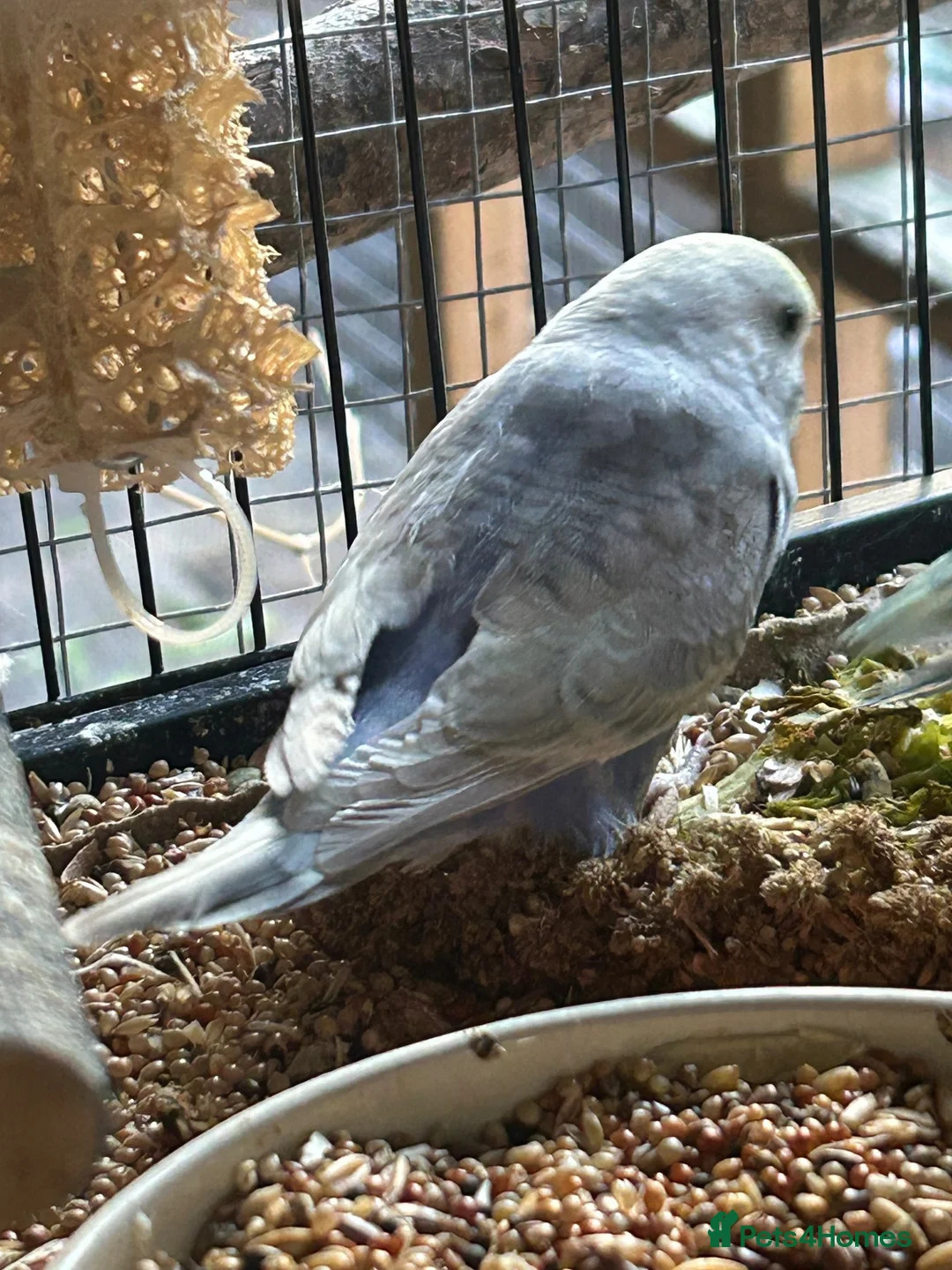 Budgerigars birds for sale: BEAUTIFUL BABY BUDGIES FOR SALE  - Advert 2