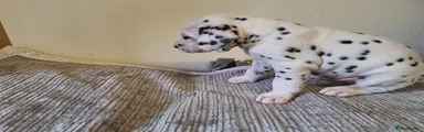 Dalmatian 4