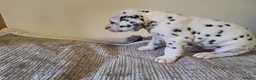 Dalmatian dogs for sale: Perdi's litter in Yeovil - Advert 6