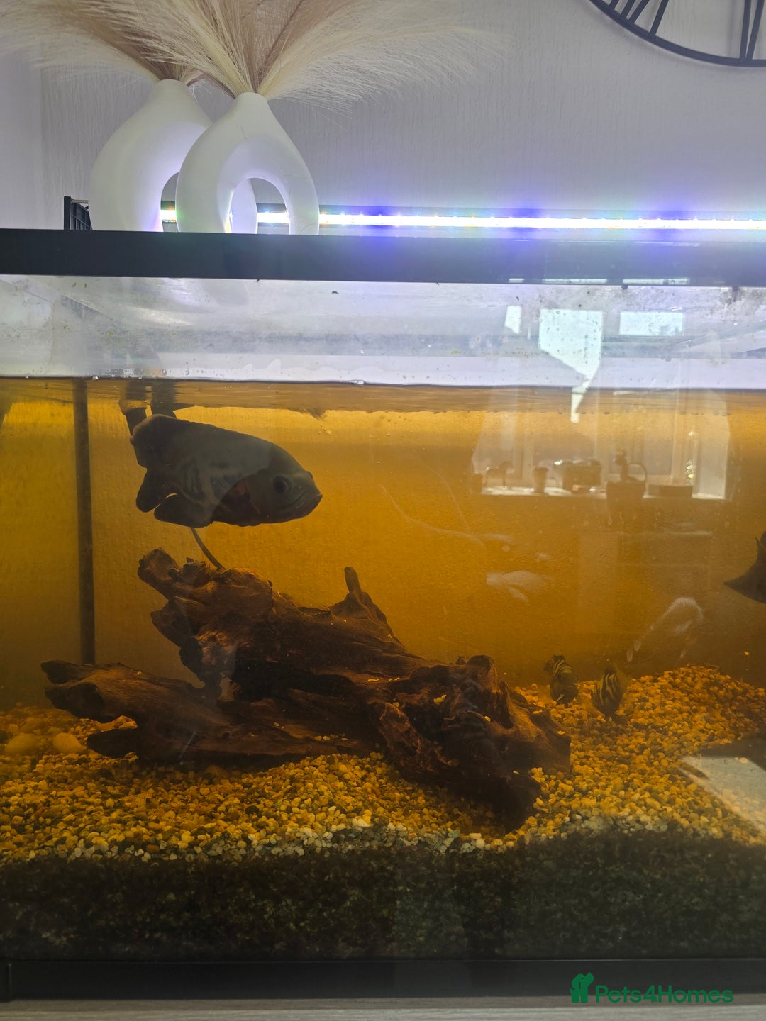Cichlids fish for sale: Full fishtank set up  - Image 4