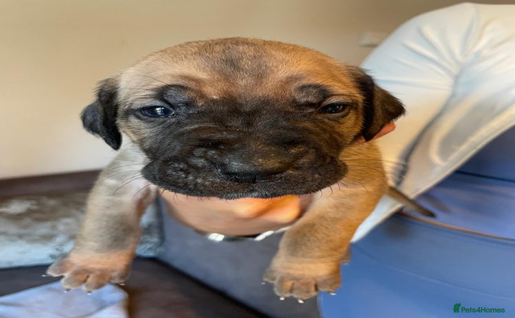 Cane Corso dogs - Advert 19