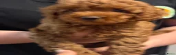 Miniature Poodle dogs for sale: Deep red kc reg miniture poodle puppy’s  - Advert 15