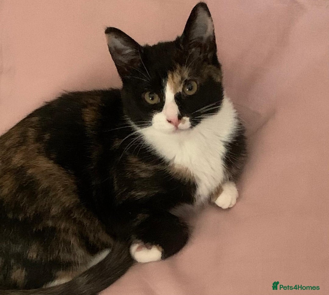 Mixed Breed cats for sale: playful kittens ready for a new home  - Image 2