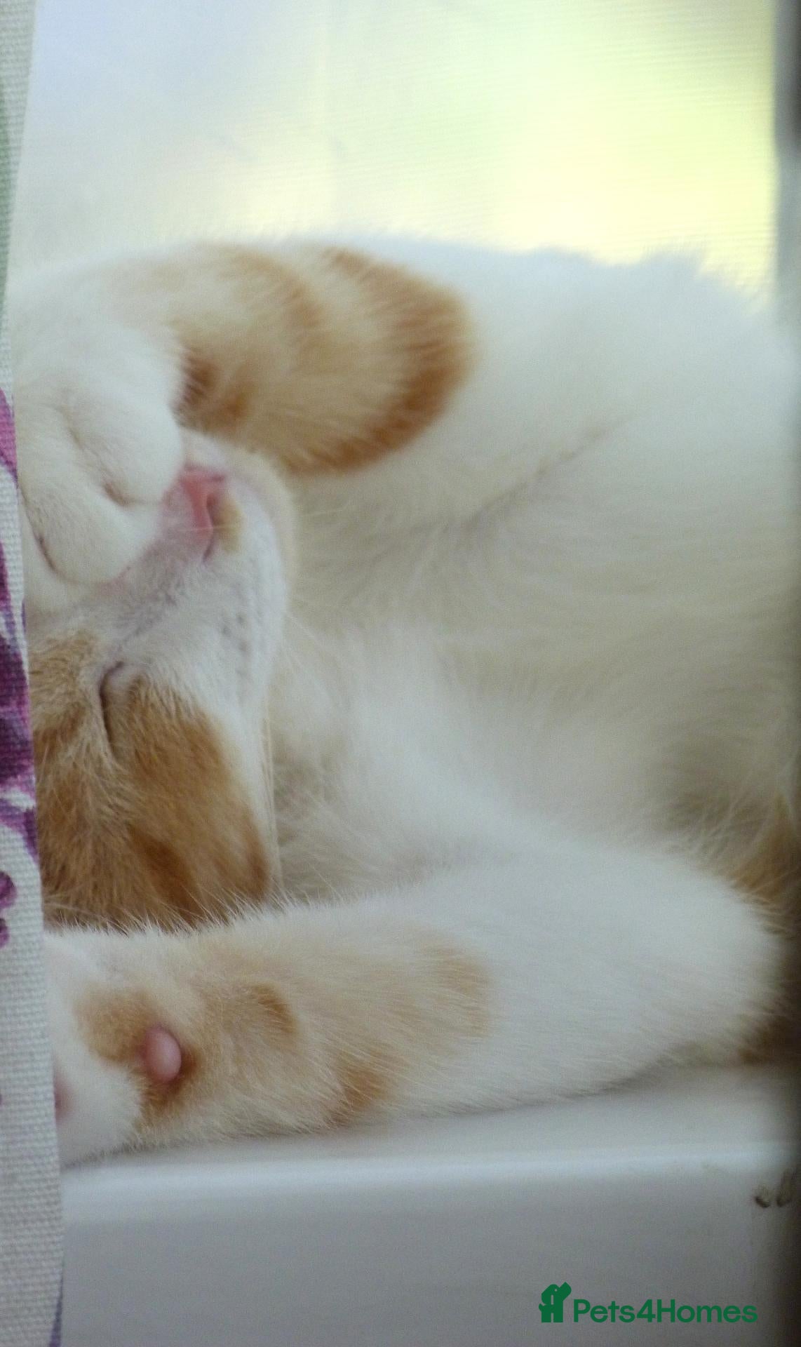 Mixed Breed cats Ginger White Male part Ragdoĺl - Advert 1