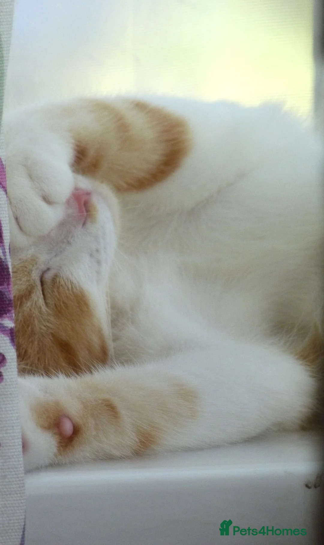 Mixed Breed cats for sale: Ginger White Male part Ragdoĺl in Lewes - Advert 1