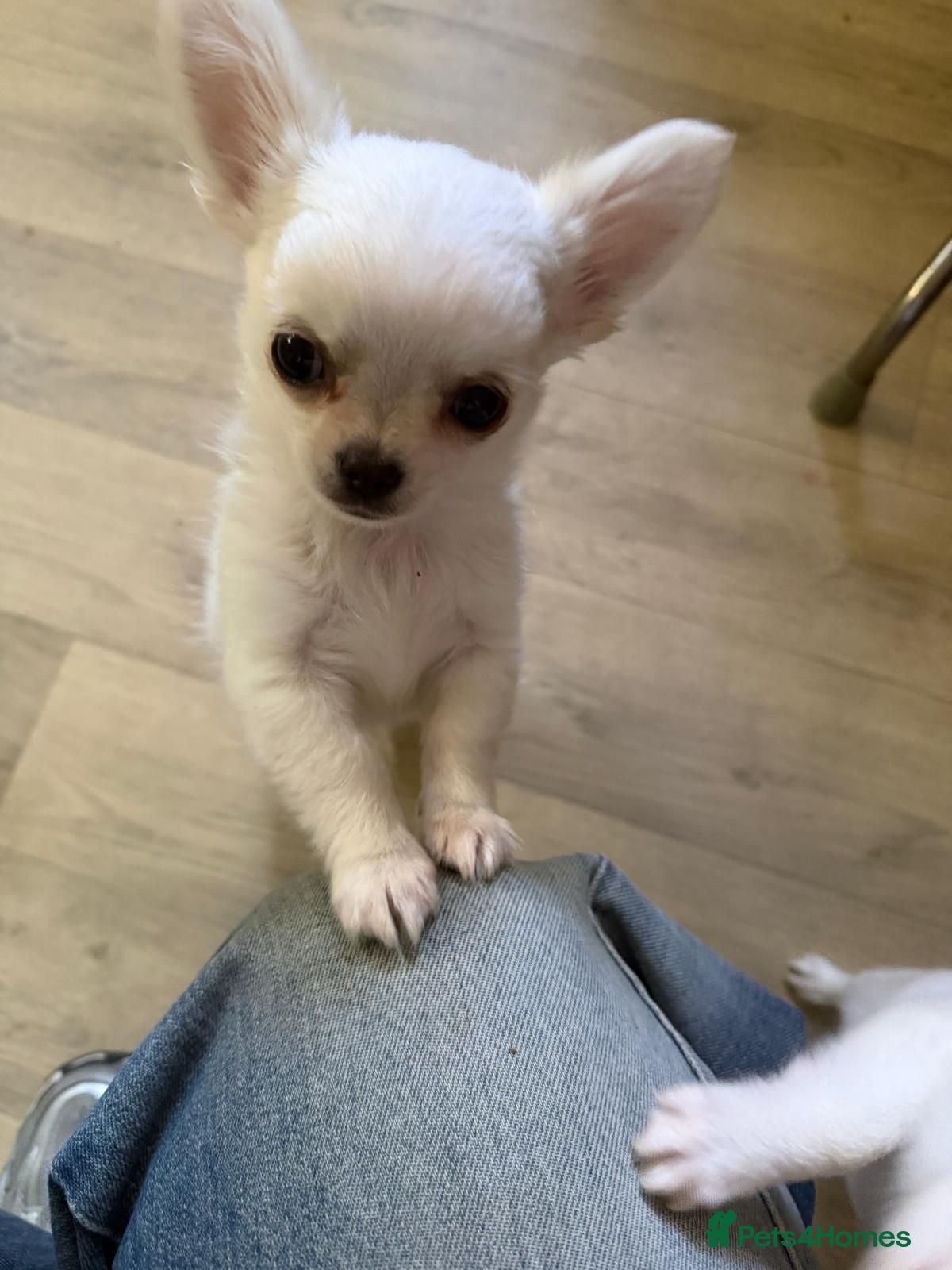 Chihuahua dogs Long haired chihuahua puppies  - Advert 2