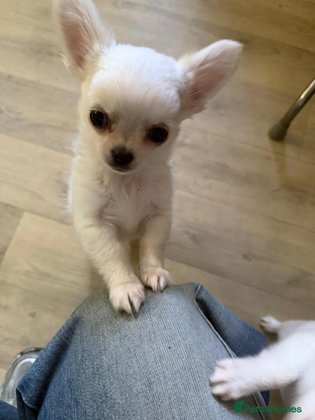 Chihuahua dogs for sale: Long haired chihuahua puppies  in Burton-on-Trent - Advert 2