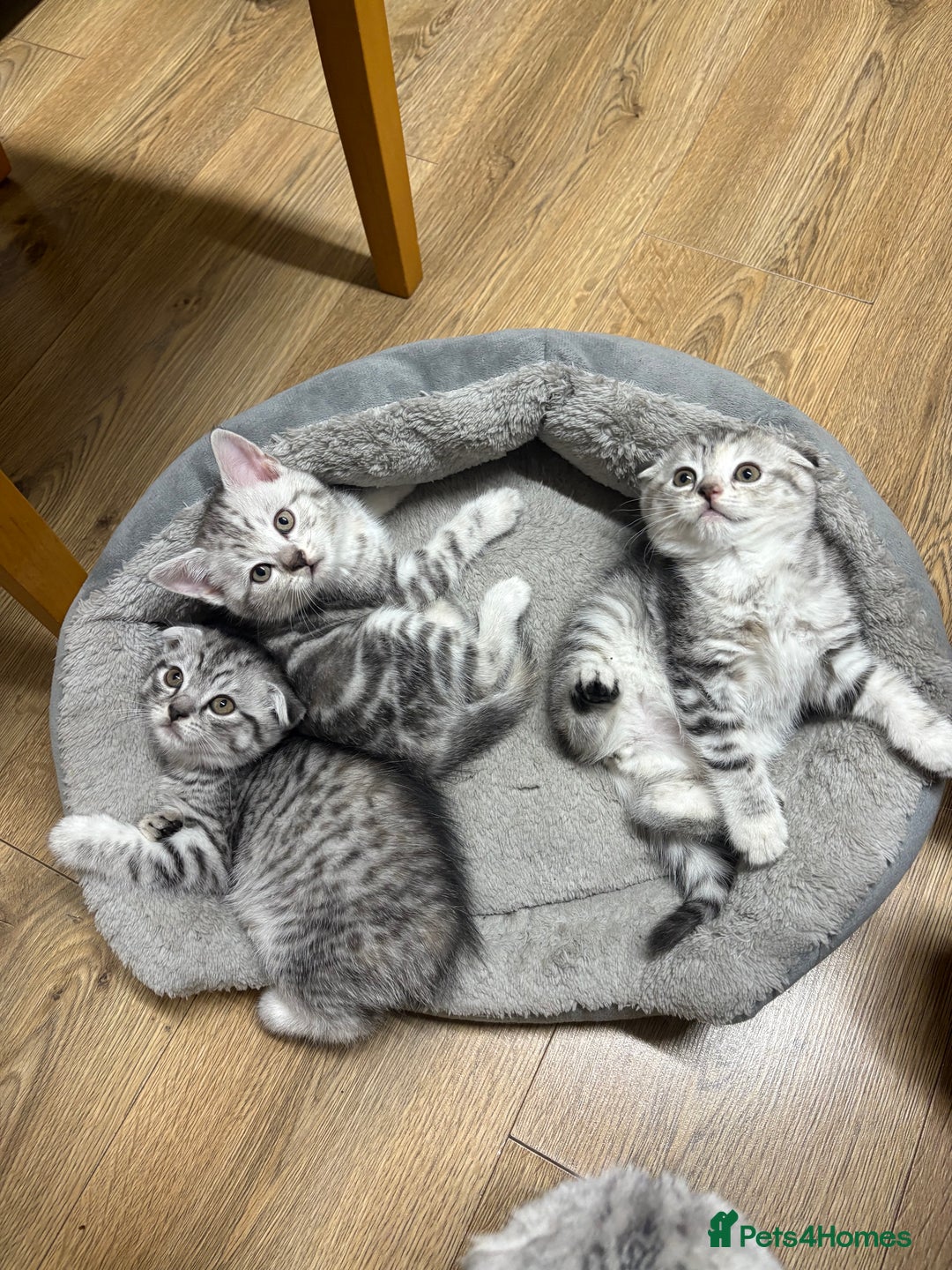 Scottish Fold cats for sale: 4 little Scottish kittens.🤍 - Image 2