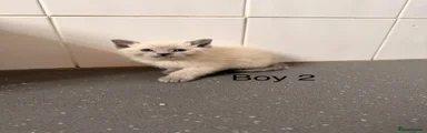 Ragdoll 1