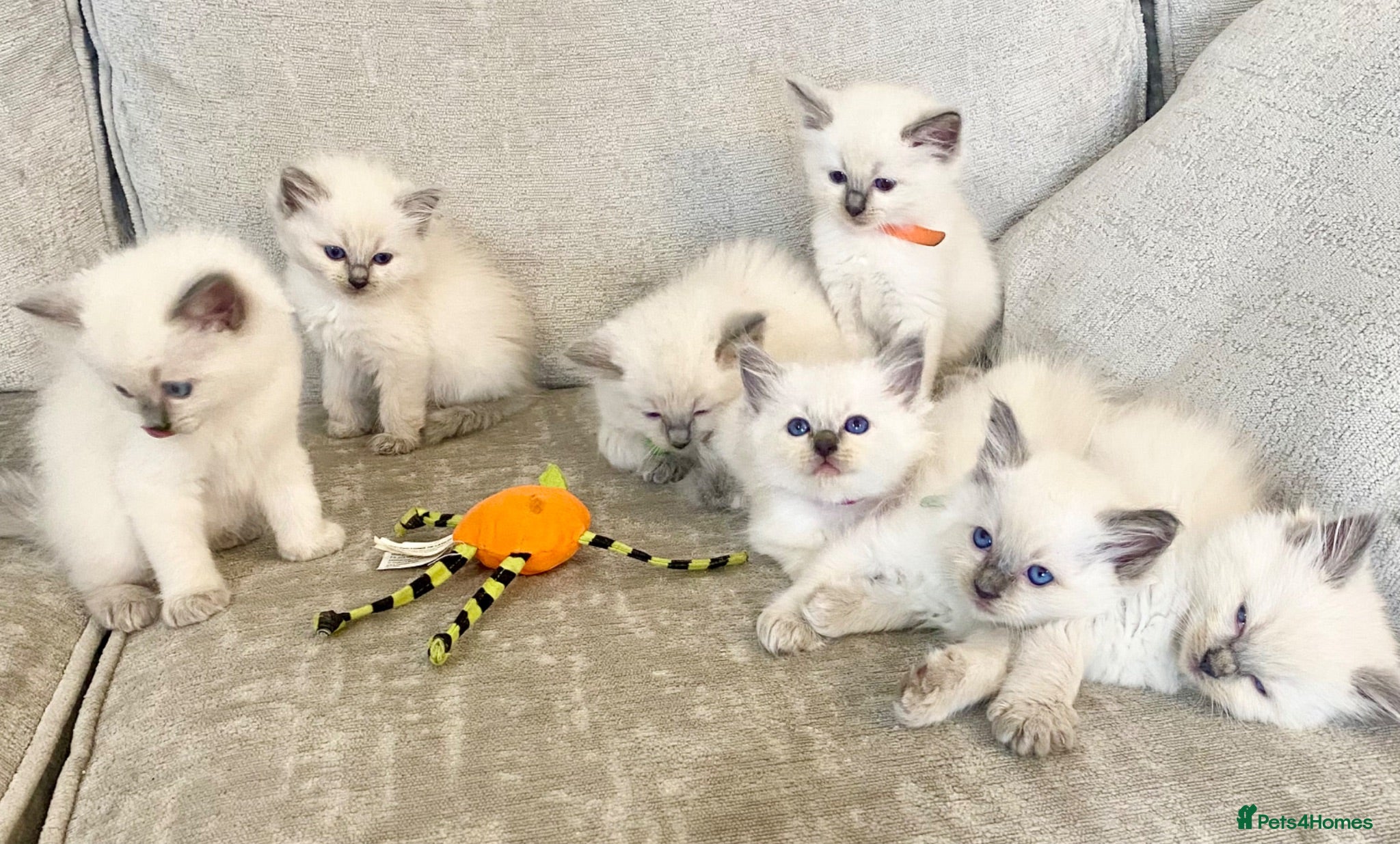 Ragdoll cats Ragdoll kittens viewings welcome - Advert 1