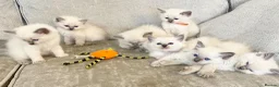 Ragdoll cats for sale: Ragdoll kittens - Advert 4