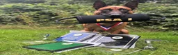 Belgian Shepherd Dog dogs for sale: 4 month old male BRN registered Malinois  - Advert 3