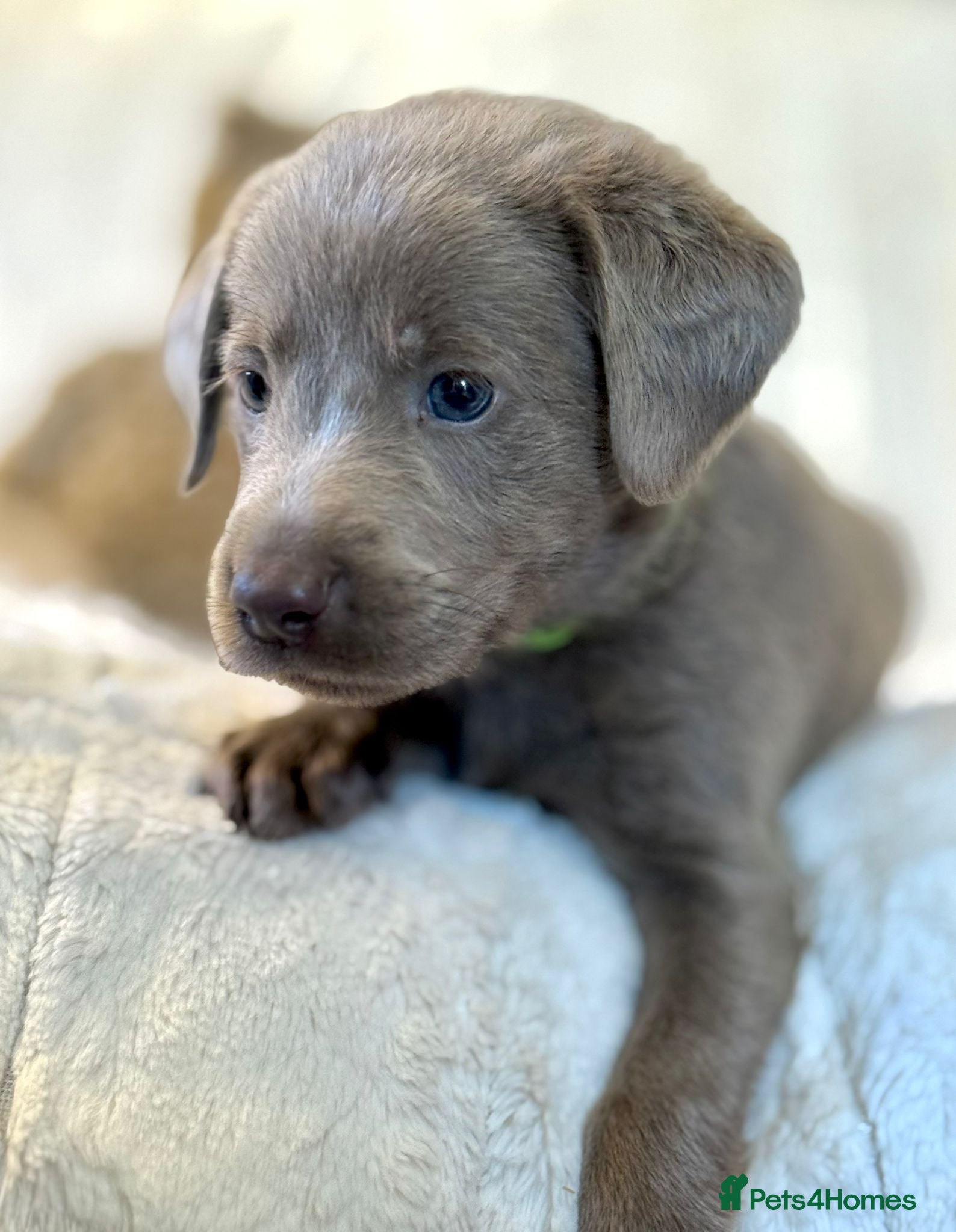 Labrador Retriever dogs KC Reg Labradors Fully Health Tested - Advert 1