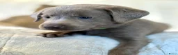 Labrador Retriever dogs for sale: KC Reg Labradors Fully Health Tested - Advert 2