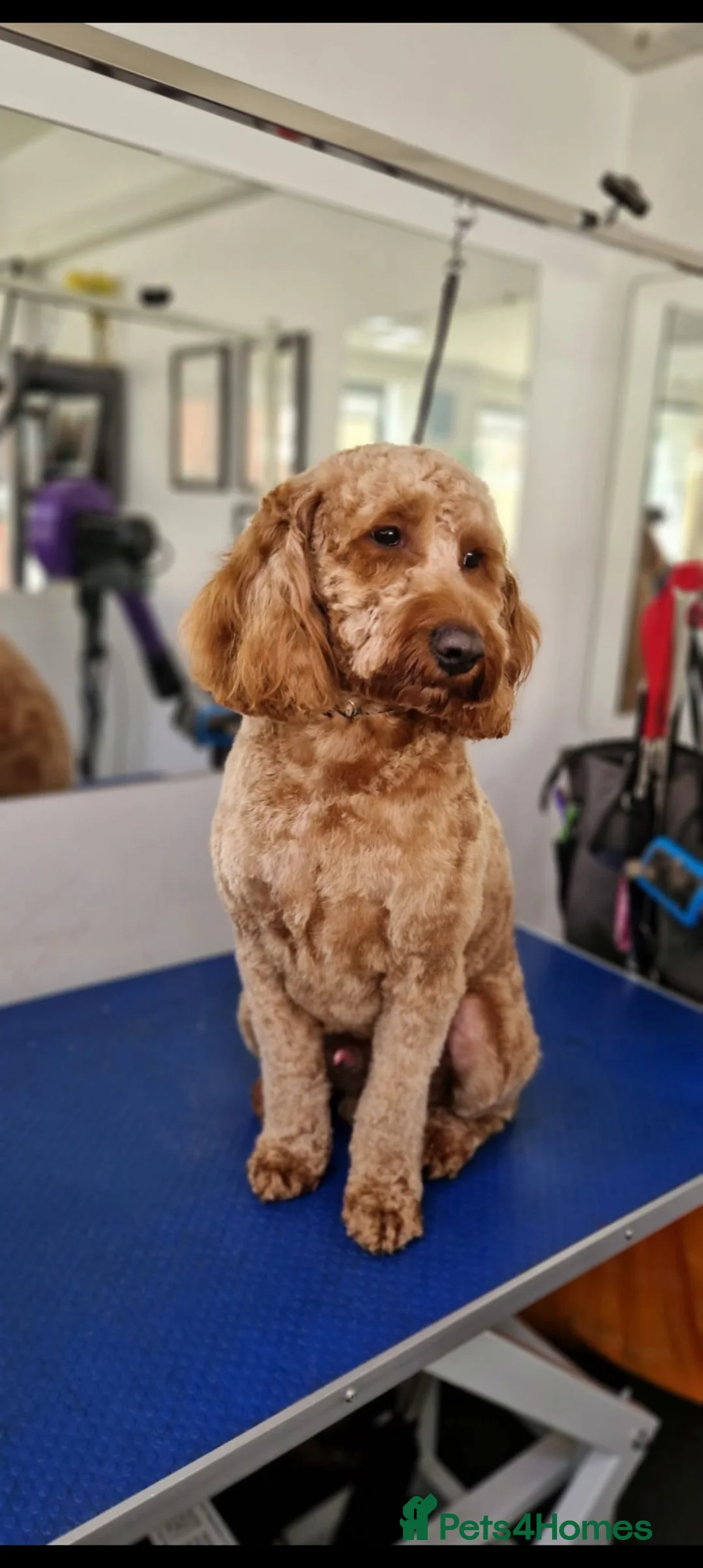 Cockapoo dogs for sale: F1 Cockapoo in London - Advert 2