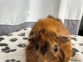 Guinea Pig rodents Female guinea pig - Advert 12