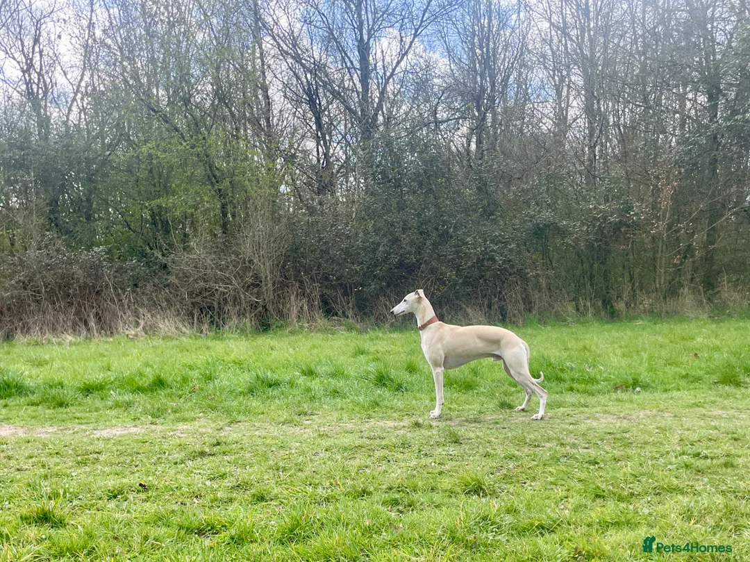 Whippet dogs for sale: Exceptional KC Whippet puppies - Advert 20
