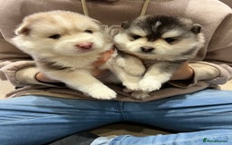 Pomsky dogs for sale: Pomsky puppies  - Image 8