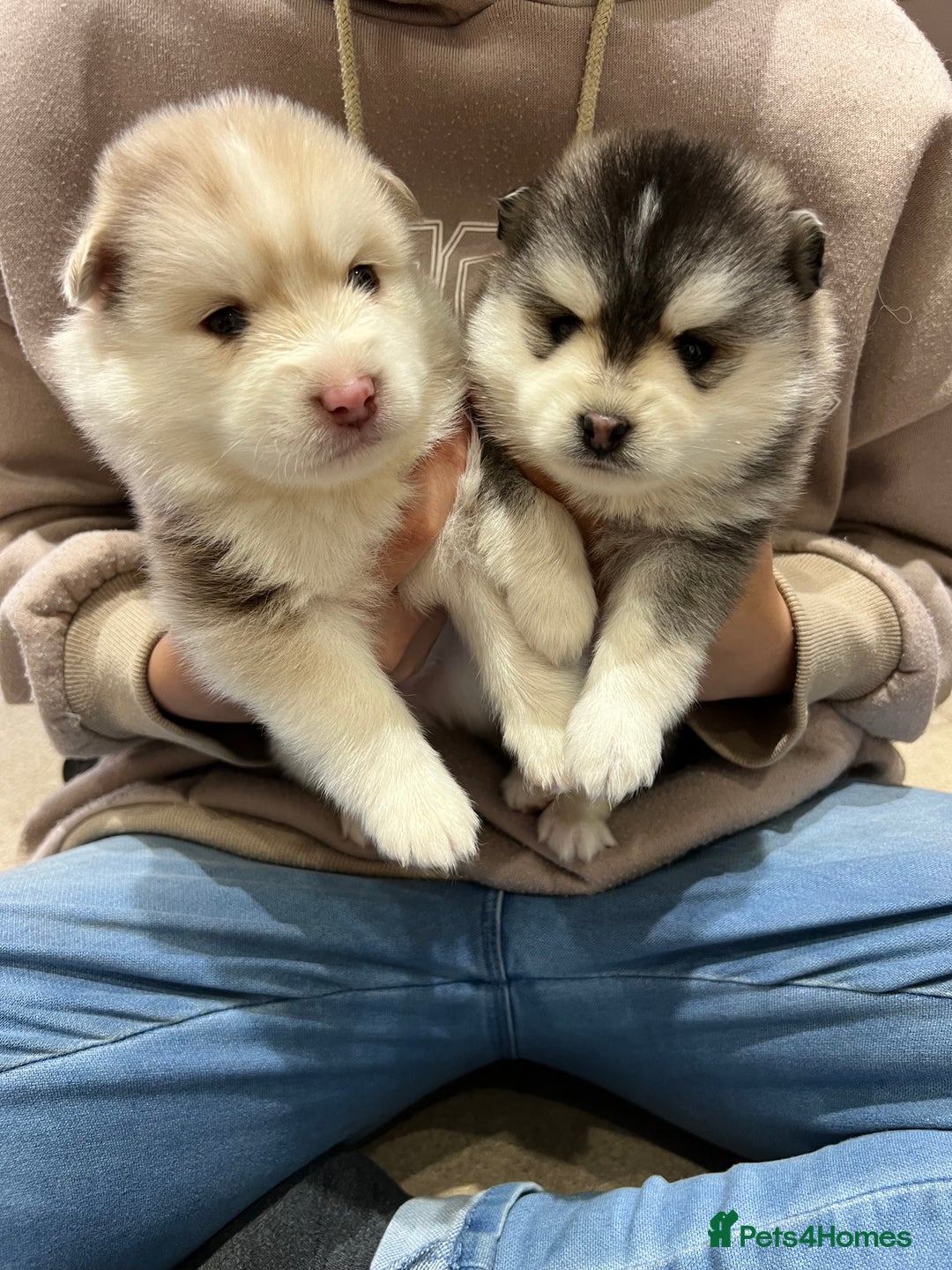 Pomsky dogs for sale: Pomsky puppies  - Image 8