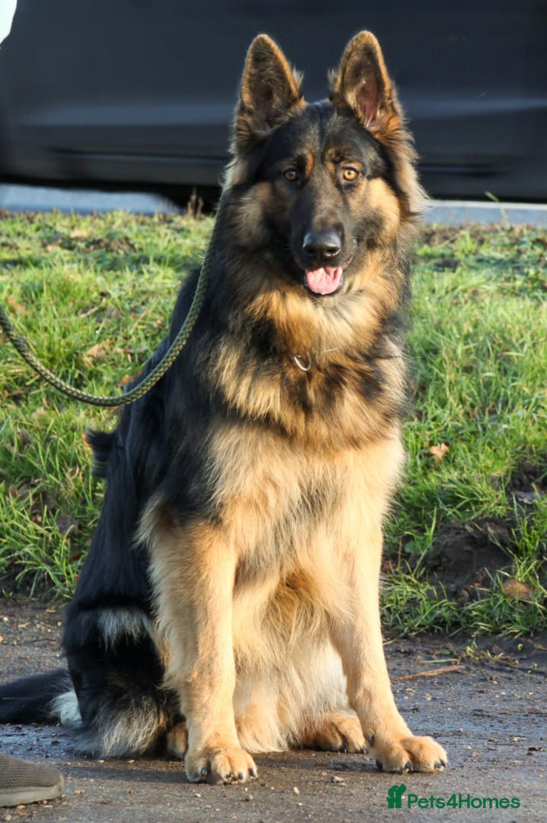German Shepherd dogs for sale: Beautiful 11 month old Dark Sable Boy - Advert 4