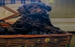 Cockapoo dogs for sale: 4 males and 1 female, chocolate coated cockerpoos  - Image 2