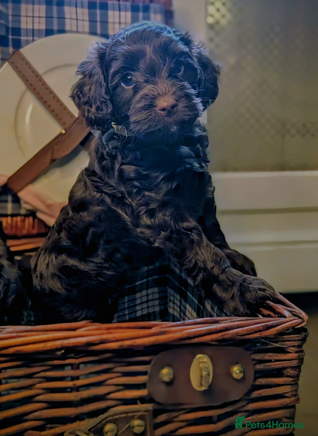 Cockapoo dogs for sale: 4 males and 1 female, chocolate coated cockerpoos  - Image 2