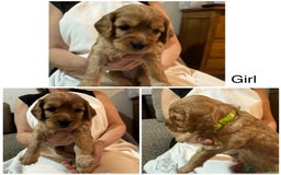 Cavapoo dogs for sale: Cute bundles of sweetness  - Image 12