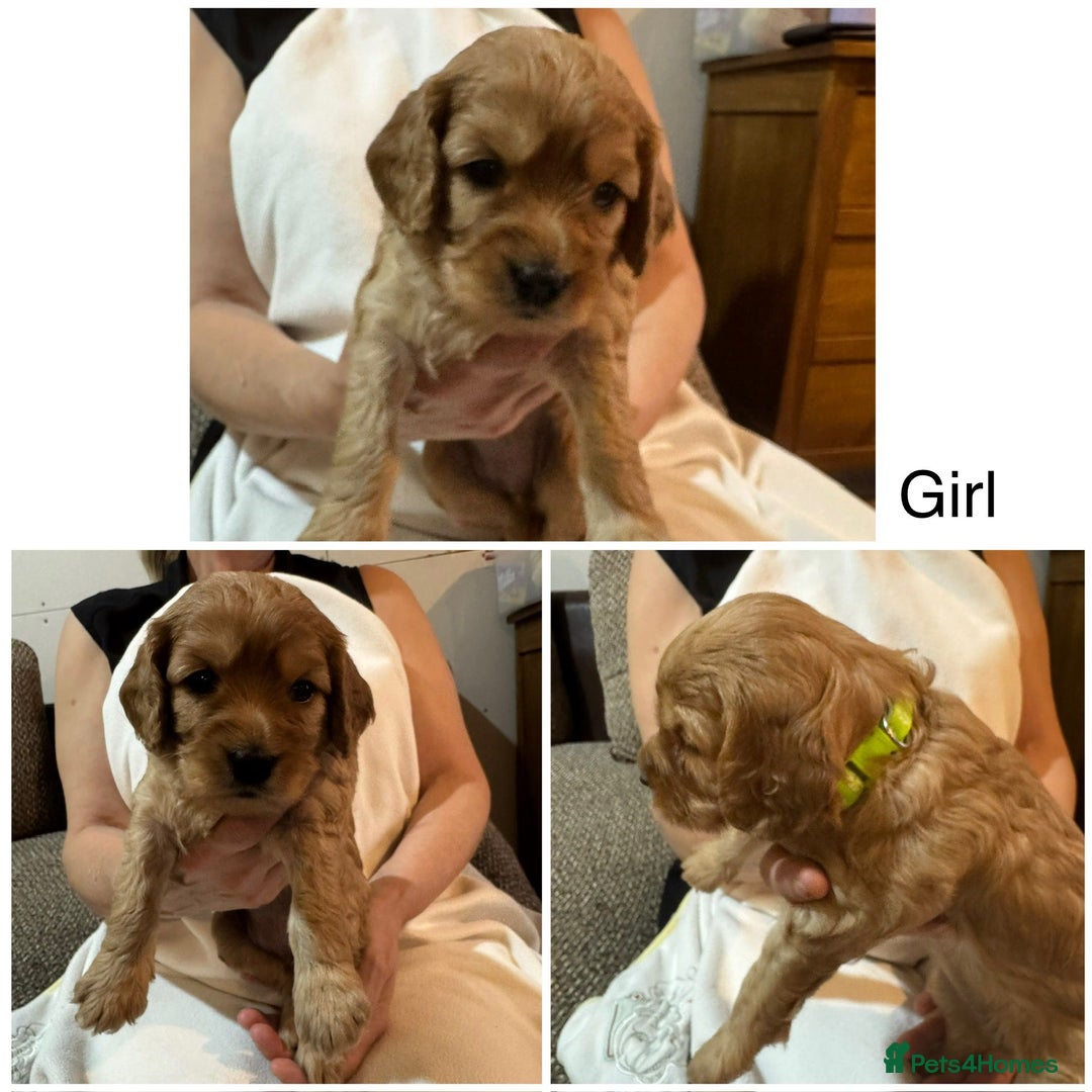 Cavapoo dogs for sale: Cute bundles of sweetness  - Image 12