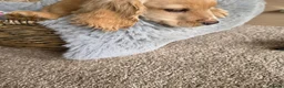 Cocker Spaniel dogs for sale: Working Type Cocker Spaniels - Advert 14
