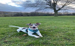 Jack Russell dogs for sale: Pure Jack Russells Rare colored  - Image 13