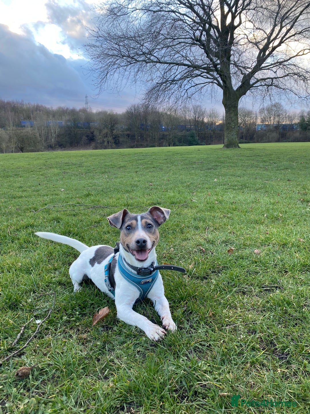 Jack Russell dogs for sale: Pure Jack Russells Rare colored  - Image 13
