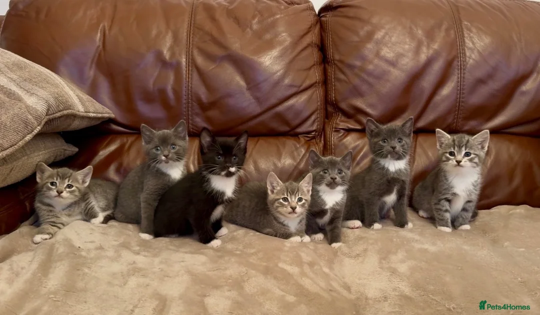 Mixed Breed cats for sale: Beautiful kittens  - Advert 1