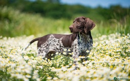 German Shorthaired Pointer dogs for stud: KC Registered German Shorthaired Pointer at Stud in Liverpool - Image 12