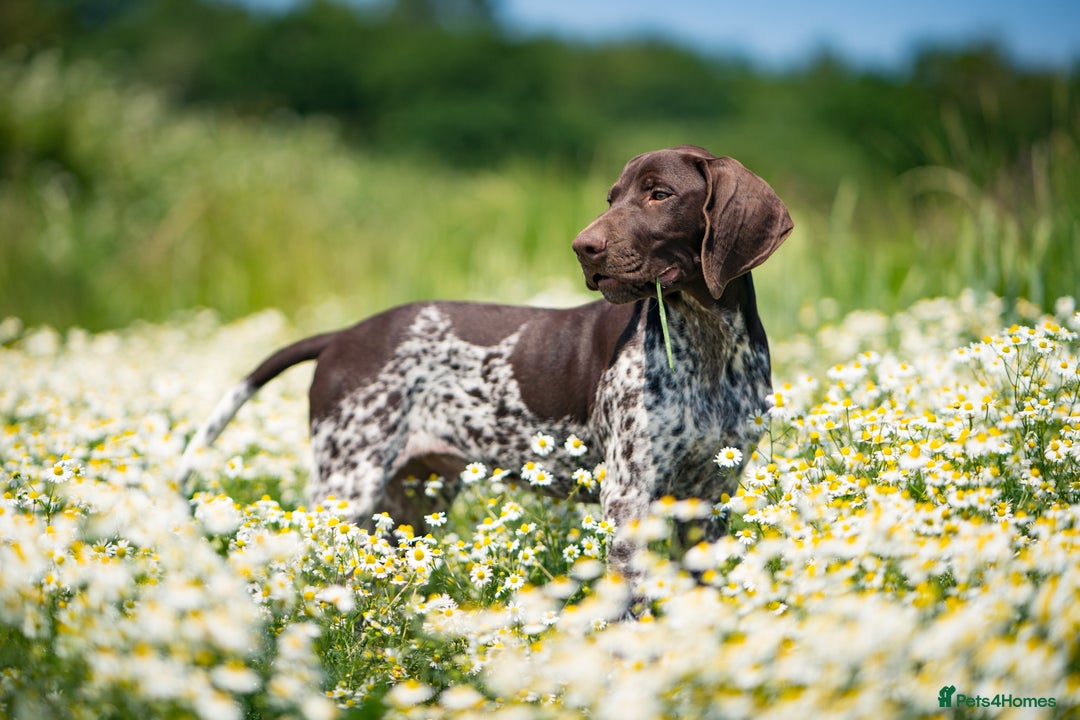 German Shorthaired Pointer dogs for stud: KC Registered German Shorthaired Pointer at Stud in Liverpool - Image 12