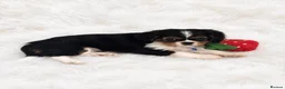 Cavalier King Charles Spaniel dogs for sale: Top quality, health tested Cavalier King Charles  - Advert 6
