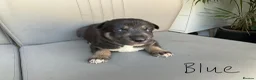 Mixed Breed dogs for sale: 🐾 Beautiful Shollie puppies - Advert 7
