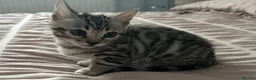 Bengal cats for sale: Two beautiful Bengal Girls  - Advert 5