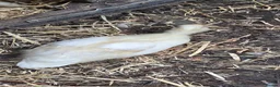 Ducks poultry for sale: Call ducks 6 week old unsexted in Pontefract - Advert 4