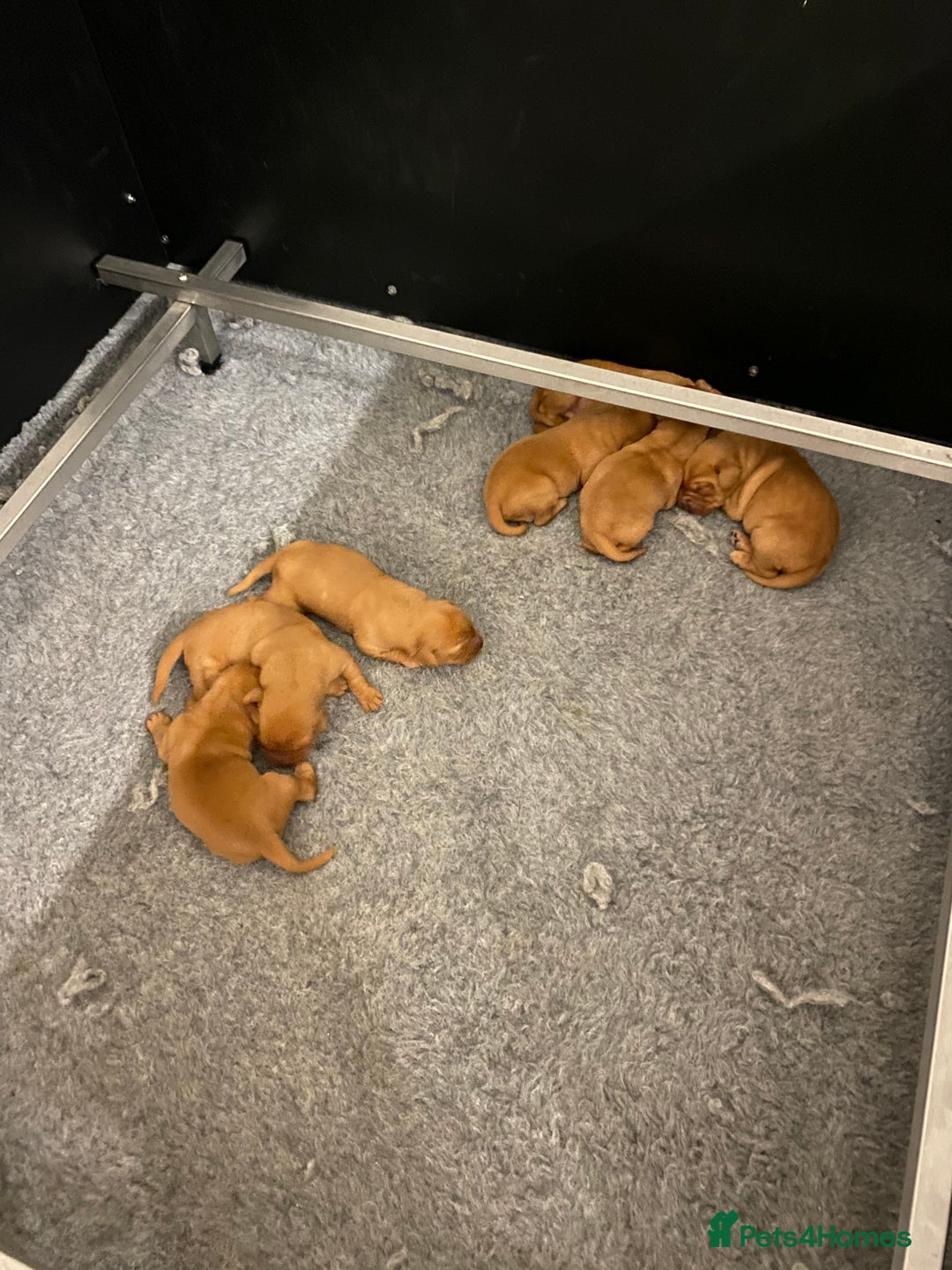 Labrador Retriever dogs for stud: Royal Red gun dog for stud - Image 19