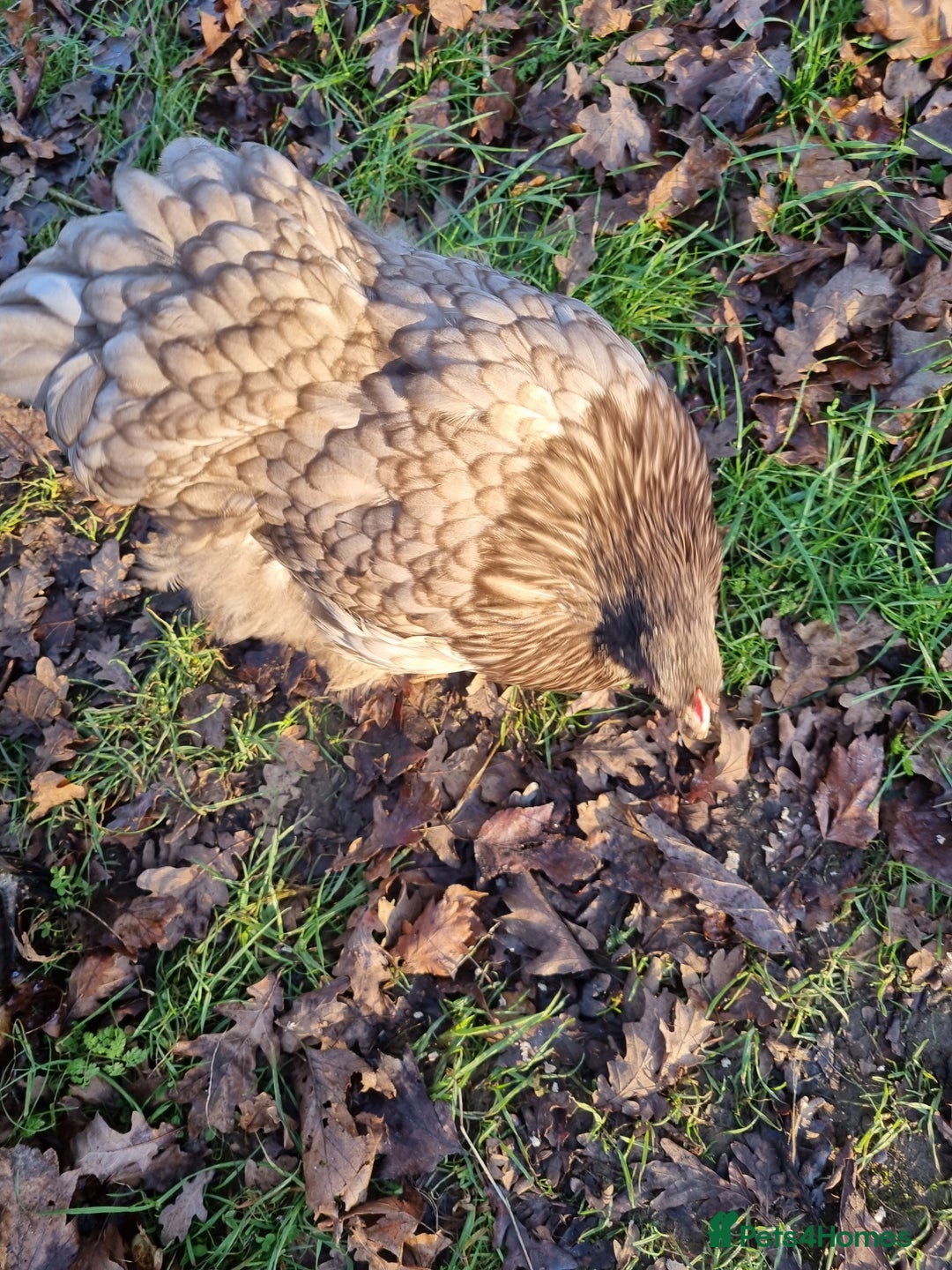 Chickens poultry for sale: Orpington English Rare Colour - Advert 7