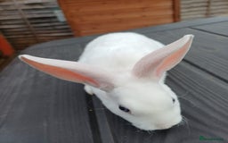 Rex rabbits for sale: Gorgeous mini rex looking for forever homes - Image 3