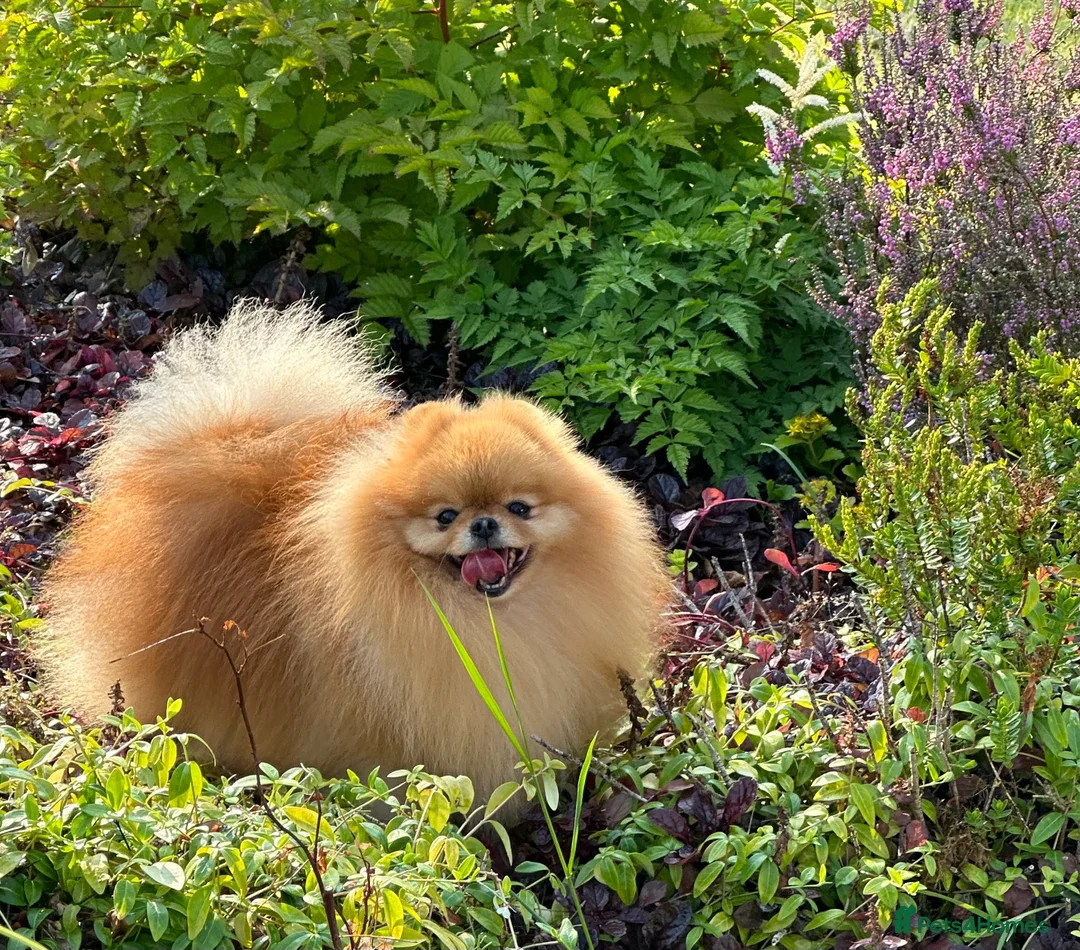 Pomeranian dogs for stud: Absolutely stunning tiny orange sable stud boy in Lanark - Advert 8