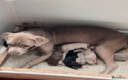 Cane Corso dogs for sale: Exceptional litter, Italian Cane Corsos, ICCF Peds - Image 12