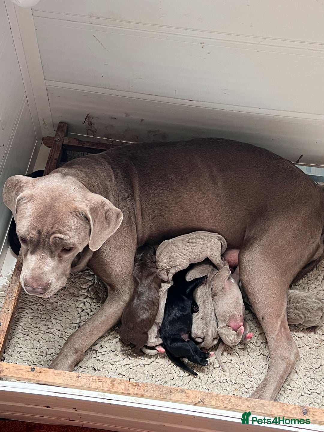 Cane Corso dogs for sale: Exceptional litter, Italian Cane Corsos, ICCF Peds - Image 12